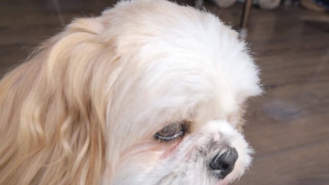 Cute fluffy dog panting while looking at camera indoors