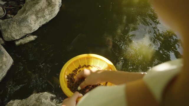Arm Reaching Over Pond With Rocks on Edge Holding Pellets Above Fish Seen From Overhead Angle, Human Interaction With Nature Concept