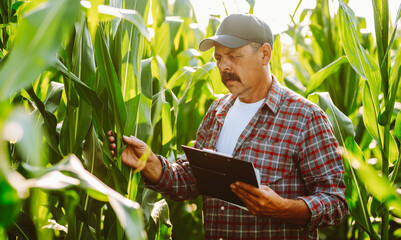 A farmer stands in a corn field during sunset. He checks the corn plants and holds a report with data. The sun casts a warm light across the rows of corn. © maxbelchenko