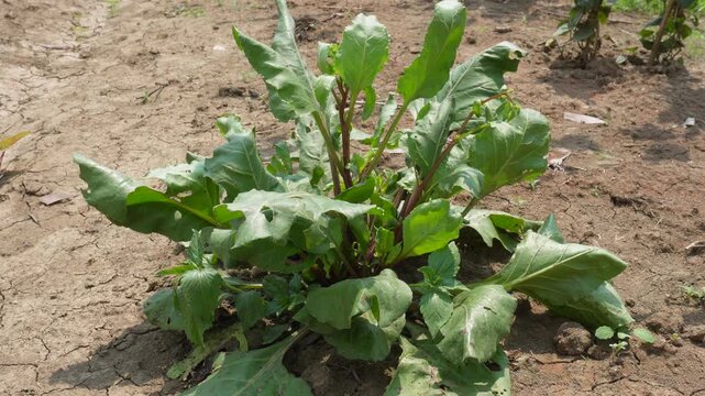 Green Leafy  Beetroot Plant Growing in Dry Cracked Soil