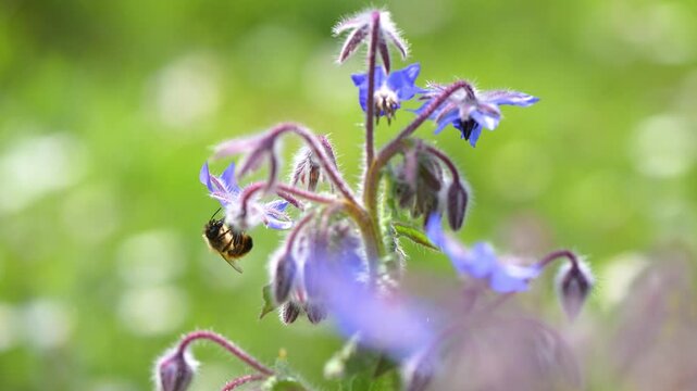 Female Red mason bee nectaring on Borage flowers in spring in a city garden. Osmia bicornis, Borago officinalis, Indre-et-Loire 37, r&eacute;gion Centre-Val de Loire, France, European Union, Europe