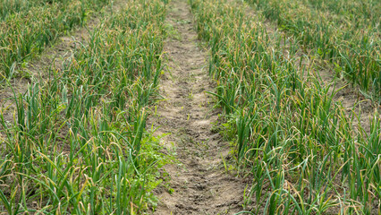 Fototapeta premium Organic garlic crop growing in cultivated agricultural field