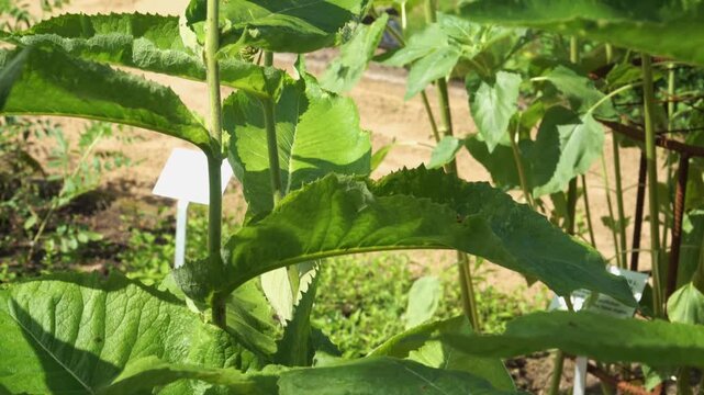 A detailed close-up explores the textured green leaves and stems of elecampane. The panning view reveals golden Inula helenium flower heads blooming under the warm summer sun. 