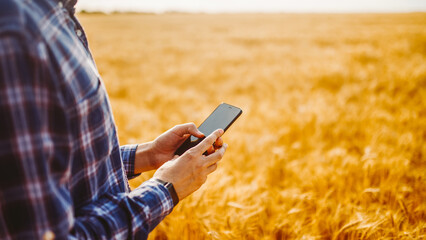 A person stands in a wheat field using a smartphone. The sun sets, casting warm light on the field. The sky shows hints of color as day shifts to evening. © maxbelchenko