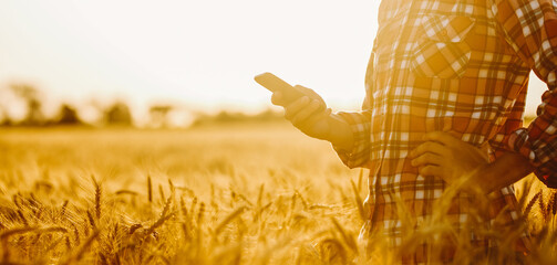 A person stands in a wheat field using a smartphone. The sun sets, casting warm light on the field. The sky shows hints of color as day shifts to evening. © maxbelchenko