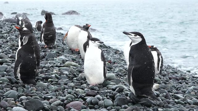 Gentoo penguins walk and settle on the rocky ground during the summer in Antarctica. The weather is cold and foggy as they move about their breeding area.