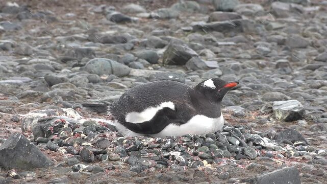 Gentoo penguins walk and settle on the rocky ground during the summer in Antarctica. The weather is cold and foggy as they move about their breeding area.