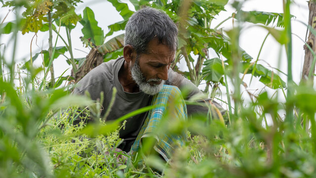 Elder man cultivating plants in green agricultural field