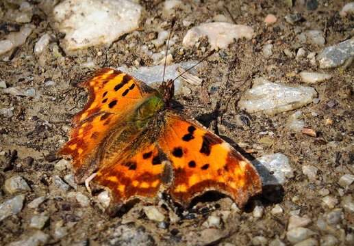Close-up of a comma butterfly (Polygonia c-album) resting on rocky forest soil in spring. Natural habitat in the B&uuml;kk Mountains, Hungary.