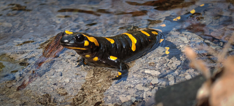 Fire salamander (Salamandra salamandra) in forest stream B&uuml;kk Mountains Hungary