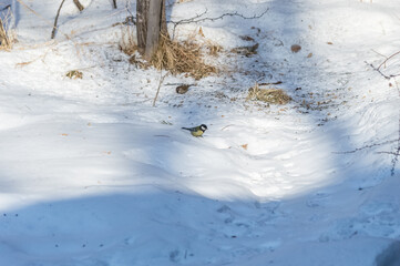 Great tit perches on the snow in a winter forest. Birds of Eastern Siberia © Nadezhda