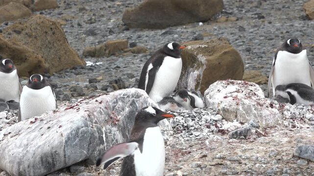 Gentoo penguins walk and settle on the rocky ground during the summer in Antarctica. The weather is cold and foggy as they move about their breeding area.