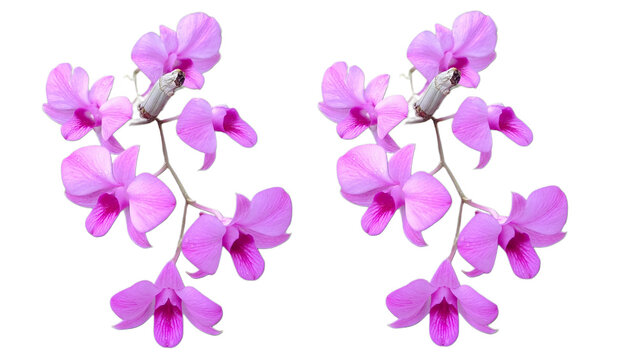 Dendrobium Bigibbum or orchid larat, dendrobium larat isolated on white background, bunga Anggrek or orchid