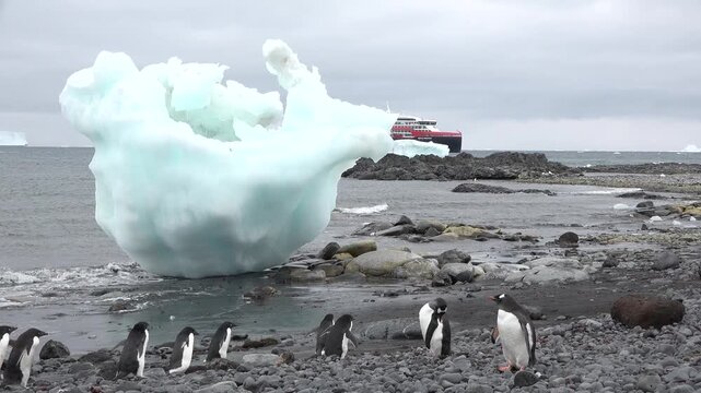Gentoo penguins walk and settle on the rocky ground during the summer in Antarctica. The weather is cold and foggy as they move about their breeding area.
