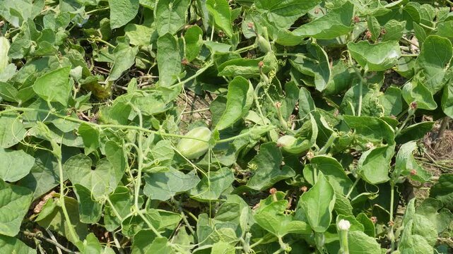 Green Pointed Gourd Vine Plants Growing in a Field