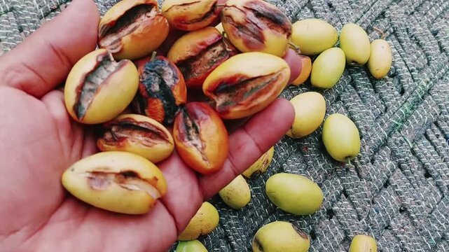 Indian Jujube Ber Fruit Close Up Showing Ripening Stages Detail