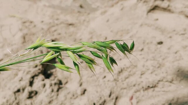 Wild Oats Close Up Showing Green Grain Spikes Natural Movement