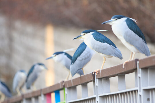 Row of Black-crowned Night Herons Perched on a Colorful Urban Railing