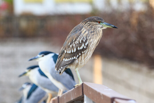 Juvenile and adult black-crowned night herons perched in a row