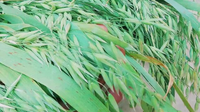 Fresh Green Oats Close Up Showing Milky Grain Harvest Bundle