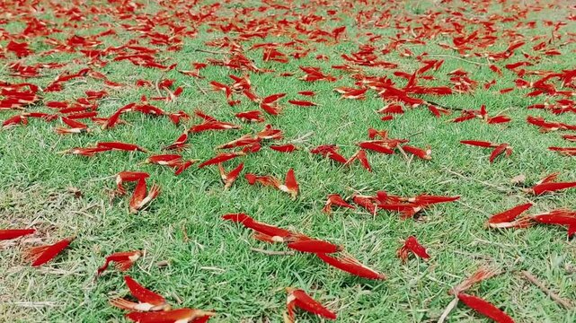 Flame Of Forest Red Petals Close Up On Lush Green Lawn