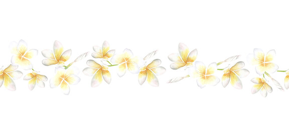Watercolor plumeria flower seamless border isolated on white background. Delicate tropical floral line with soft colors. Perfect for wedding invitation, greeting card and decorative design © Elena