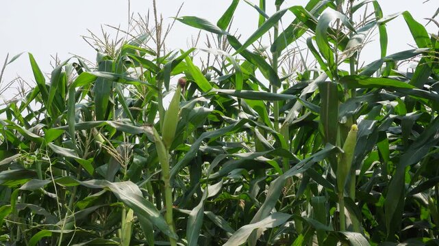 Cornfield with Tall Green Plants and Tassels