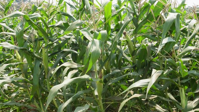 Dense Green Corn Field with Tall Stalks and Ears Forming