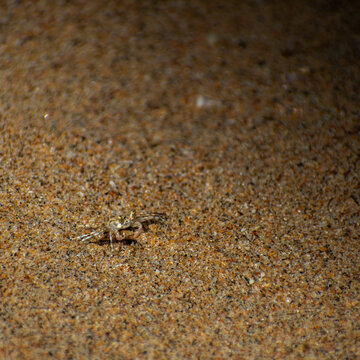 Juvenile Pacific ghost crab (Ocypode occidentalis) on a sandy beach in Mexico