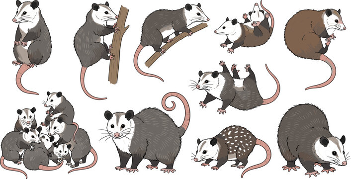 Playful Possum Animal Illustrations Featuring Active Poses, Family Interaction, and Detailed Line Art for Cute Wildlife Designs