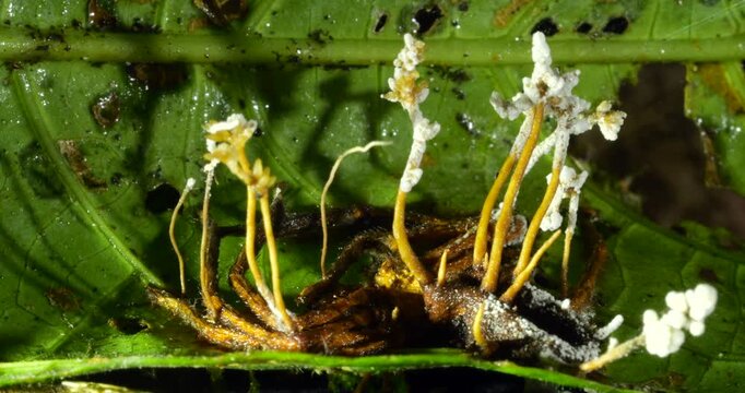 A Cordyceps fungus parasitizing a spider.  The fungus alters the behaviour of its host so it dies in a high place optimum for spore dispersal. In Napo province, Ecuador