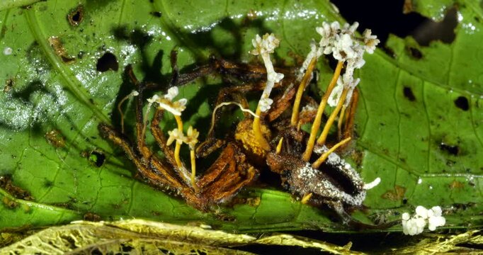 A Cordyceps fungus parasitizing a spider.  The fungus alters the behaviour of its host so it dies in a high place optimum for spore dispersal. In Napo province, Ecuador