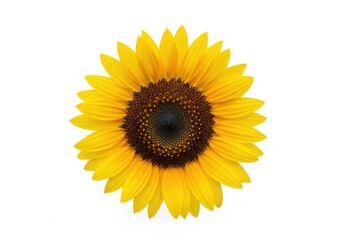 Fototapeta premium A large yellow sunflower with a dark center