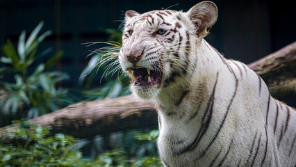 white bengal tiger in the zoo © Shal09