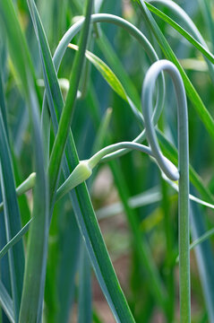 Closeup of green garlic scapes in summer garden