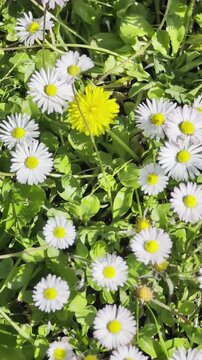 Primo piano di margherite bianche e un tarassaco giallo che emergono tra l&rsquo;erba verde in primavera