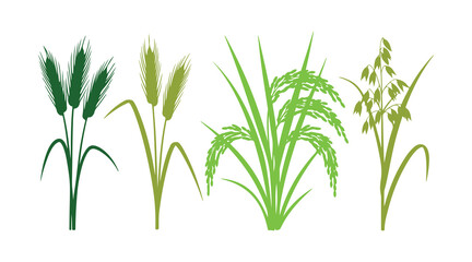 Fototapeta premium Natural cereal plant of wheat, rice, and oats designed as realistic vector elements