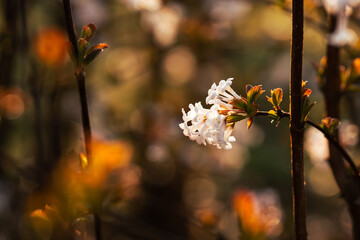 Wiosenne kwiaty w ciepłym porannym świetle, naturalna fotografia przyrodnicza © Elżbieta Kaps