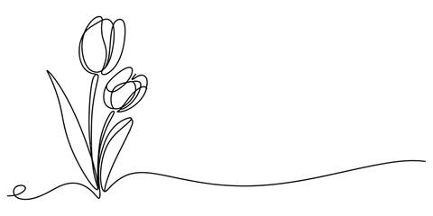 Minimalist continuous single line drawing of two blooming tulip flowers on a clean white background Vector, illustration © Creative_Oneline