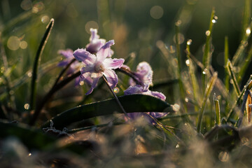 Kwiaty śnieżnika w porannym świetle, wiosna w parku, naturalna fotografia przyrodnicza © Elżbieta Kaps