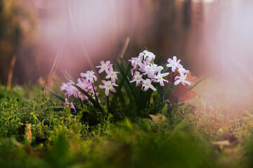 Kwiaty śnieżnika w porannym świetle, wiosna w parku, naturalna fotografia przyrodnicza © Elżbieta Kaps