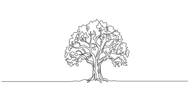 animated minimal continuous line drawing of a broad-leaved tree, line art animation