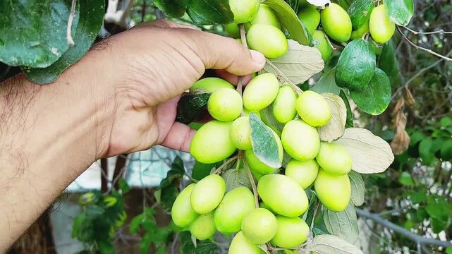 Fresh Green Jujube Berries Growing On Tree Branch Close Up