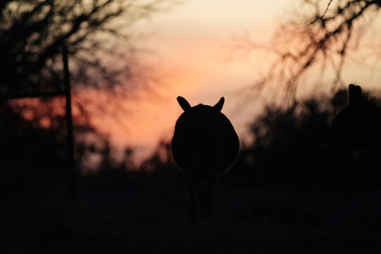 Mini donkey ears in silhouette against Texas sunset sky, calm evening scene on farm with copy space on background.