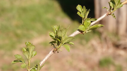 Zielone liście krzewu czarnego bzu w piękny słoneczny dzień © tomo81
