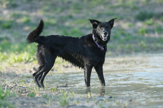 Black dog in Texas field happy to be in shallow water, active pet lifestyle outdoors.