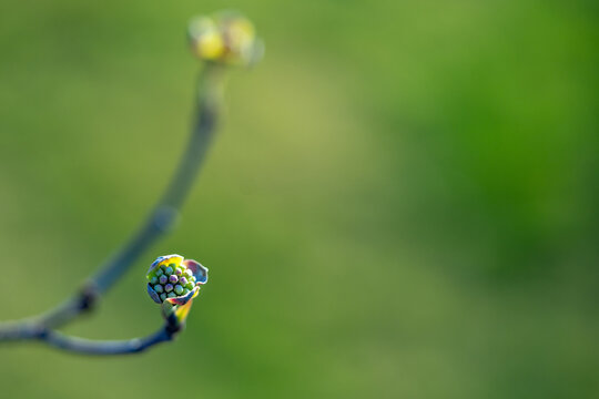Dogwood Blossom on Curling Branch in Spring
