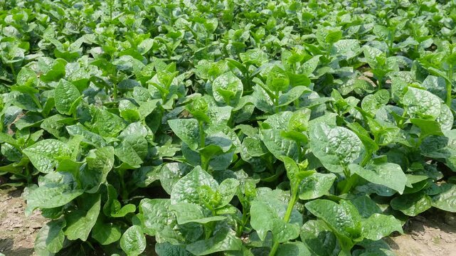 Dense Malabar Spinach Field with Glossy Green Leaves