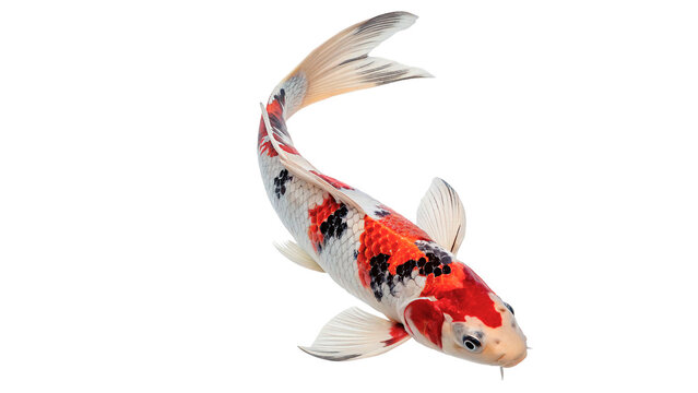 Colorful koi fish  isolated on transparent background cut out its body is marked with red, black, and white patterns