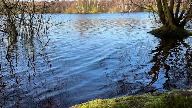 Holme Fen Lake Closeup and bird sounds